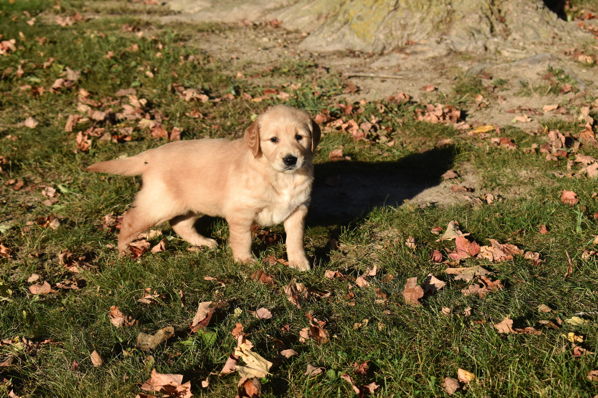 puppy