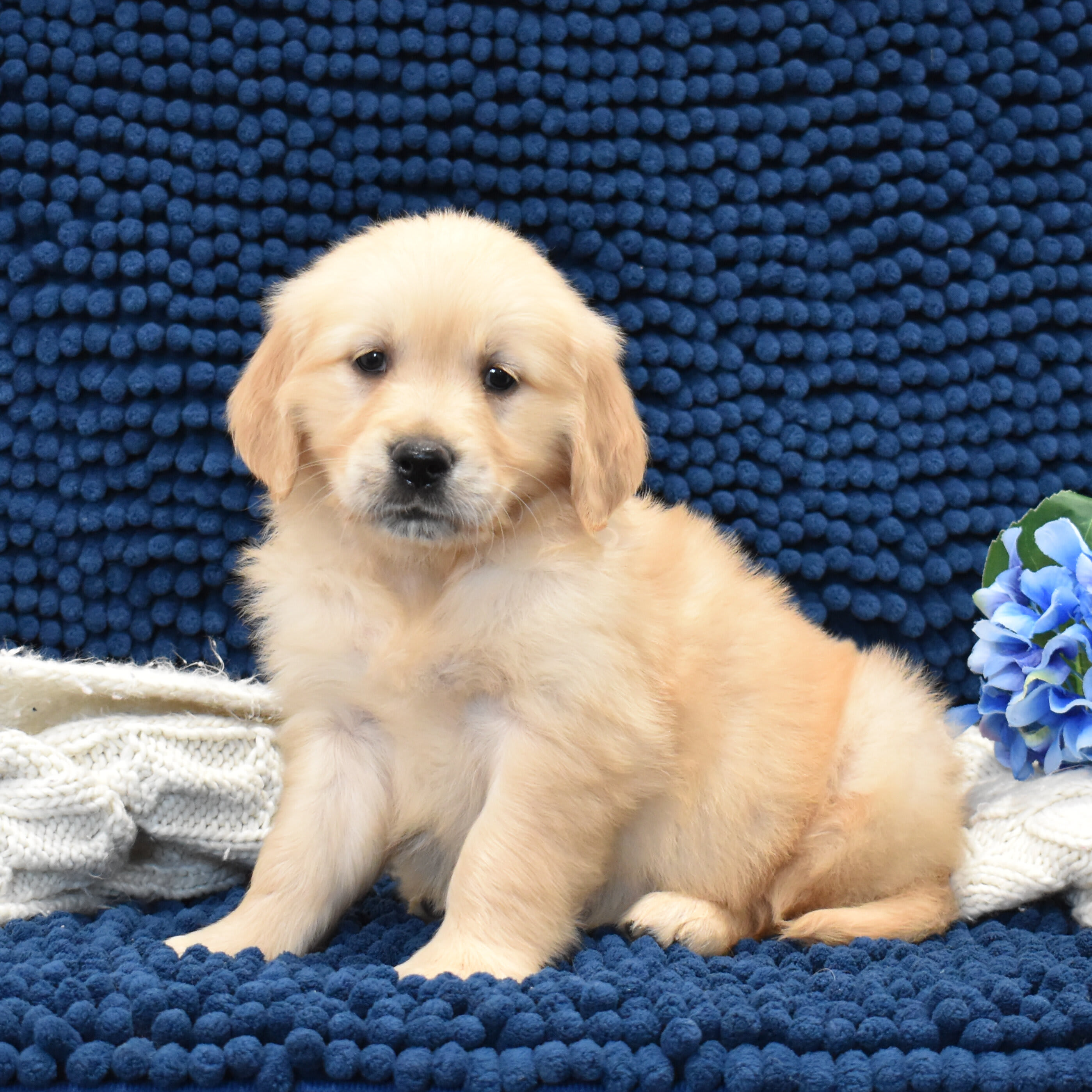 puppy