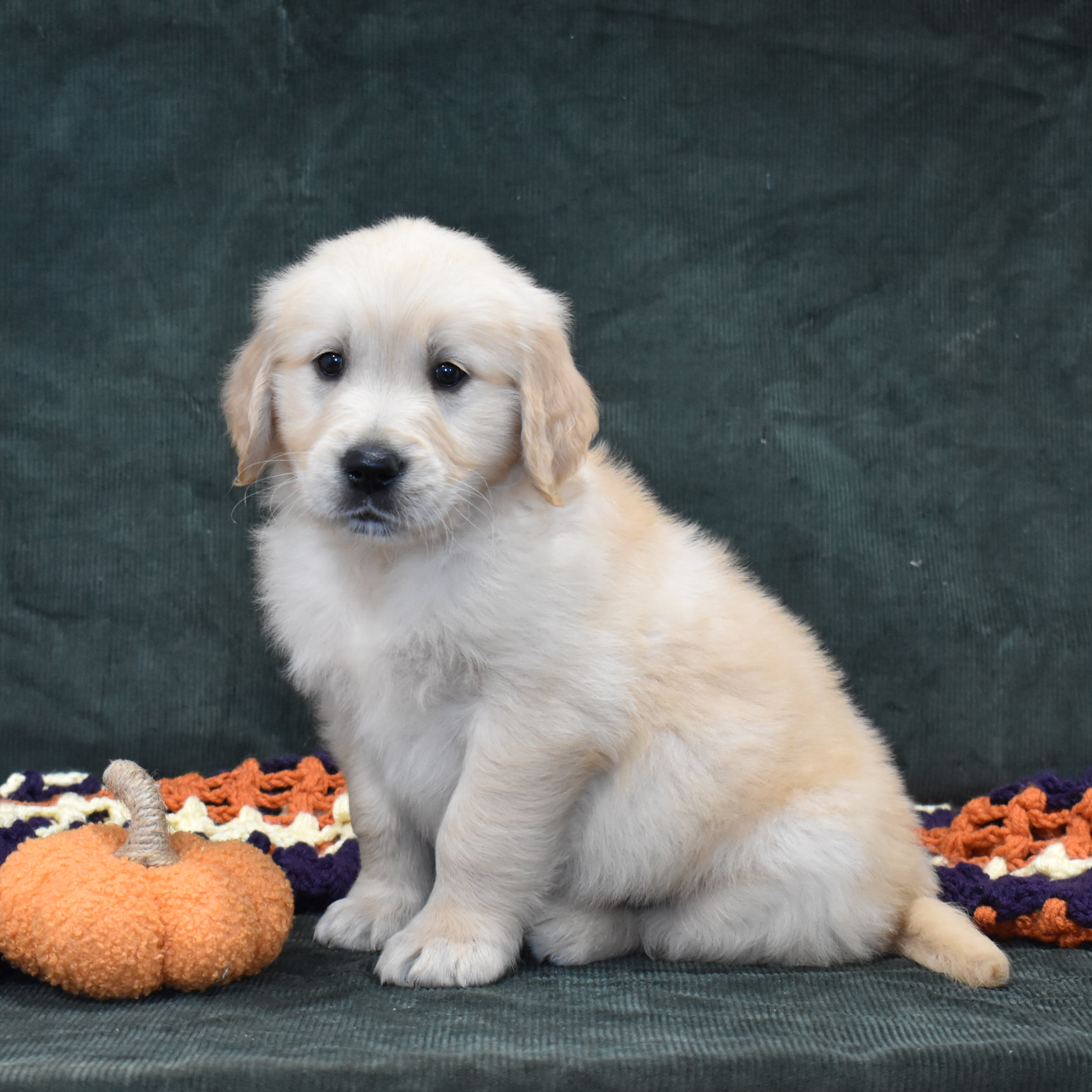 puppy
