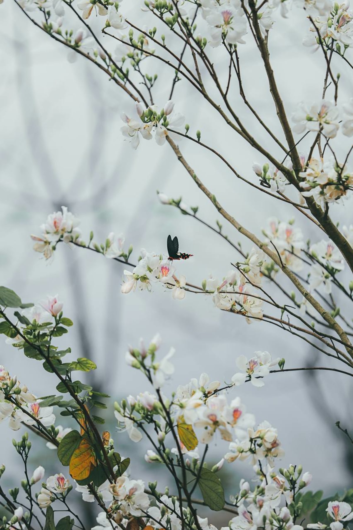 Bauhinia blossom with butterfly at Avana Retreat in spring