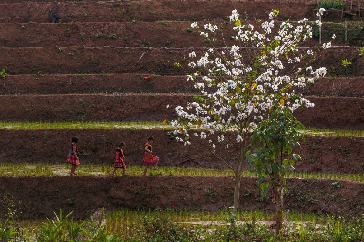 Spring rice terraces beginning to turn green at Avana Retreat