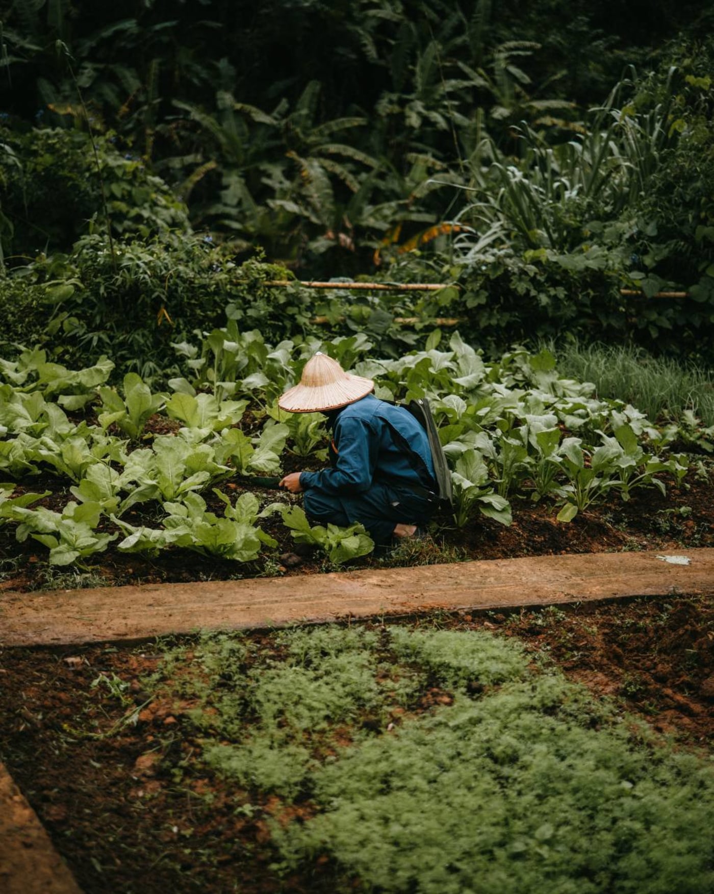 Local gardener tending rows of leafy vegetables in Avana Retreat organic garden