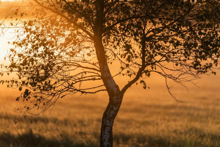 Birch tree silhouette against golden autumn light on Hiiumaa
