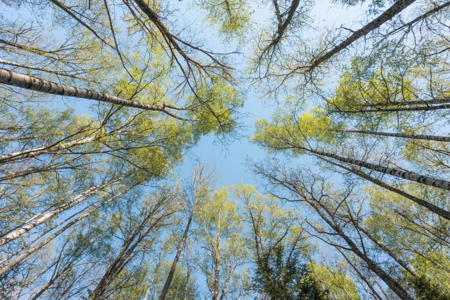 Birch forest canopy reaching toward a clear summer sky on Hiiumaa