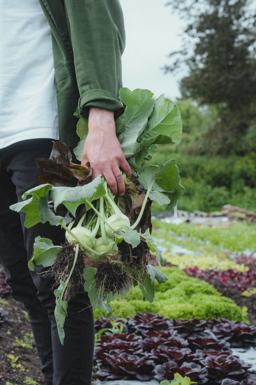 Close-up harvest of kohlrabi and salad greens from the organic garden