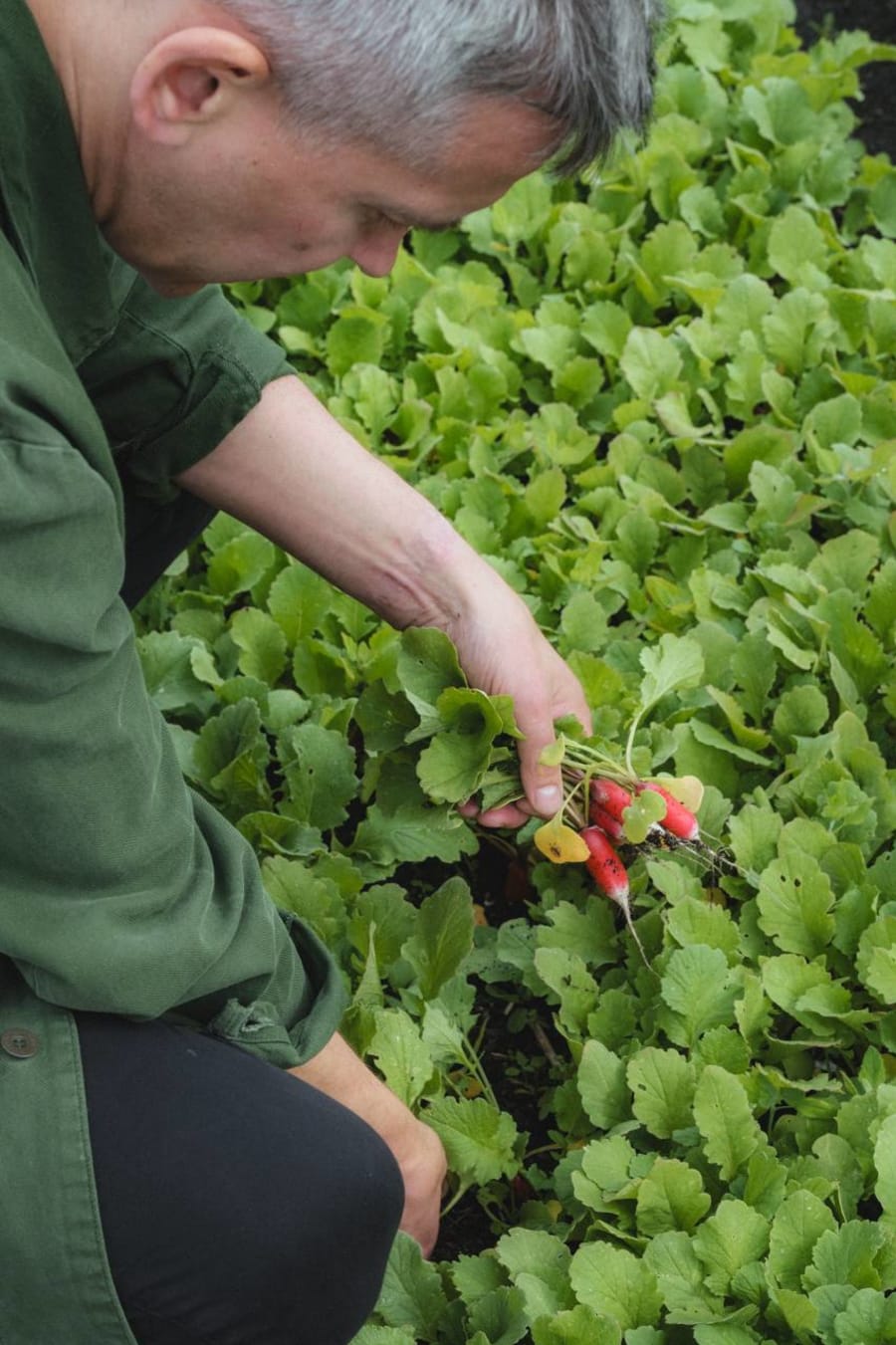Freshly pulled radishes from the kitchen garden soil