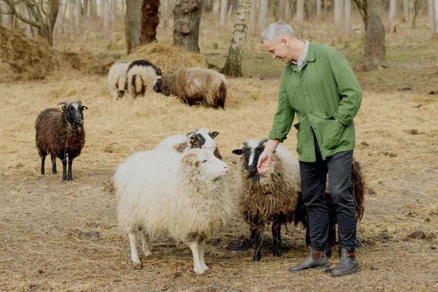 Chef Peeter Pihel tends to sheep