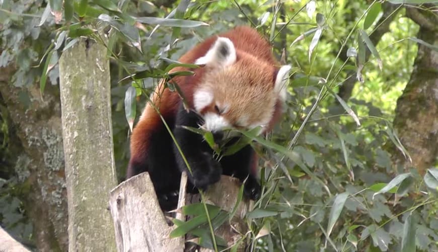 tempo traveller corbett