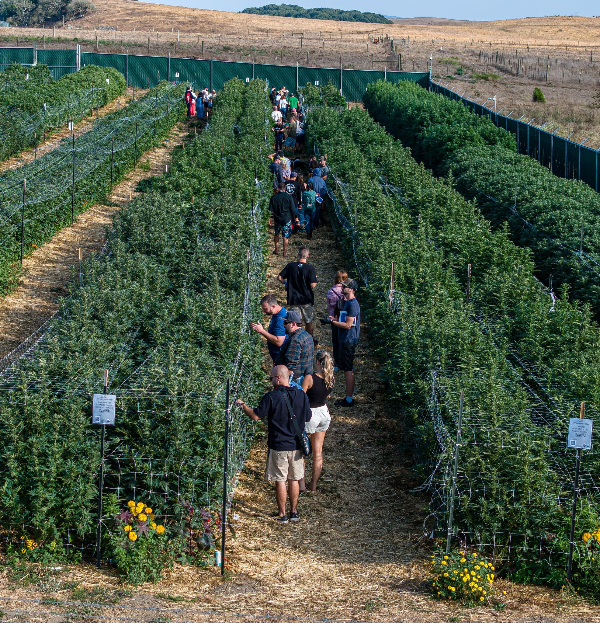 Group exploring rows of cannabis plants in an outdoor grow.