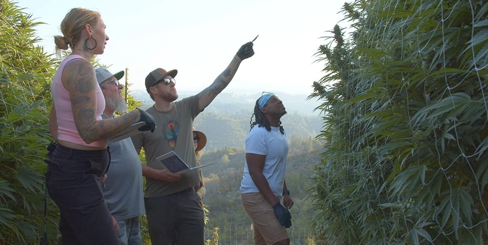 Group inspecting cannabis plants outdoors with a picturesque mountain panorama.