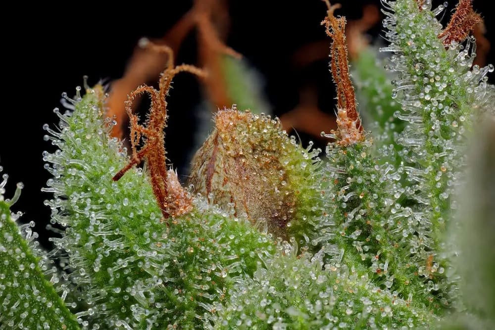 Close-up of a cannabis plant with frosty trichomes.