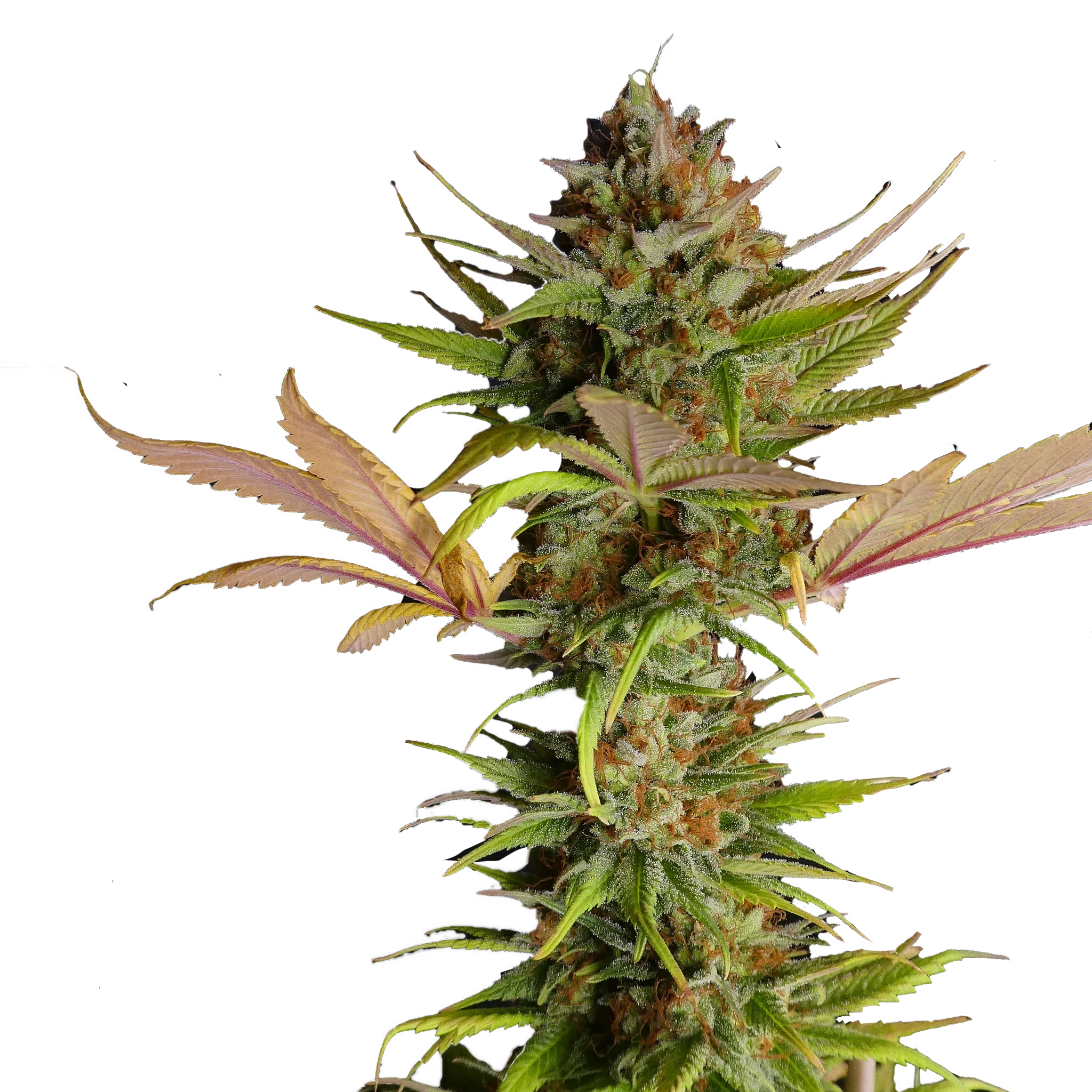 Black Widow cannabis bud with bright green leaves and orange trichomes.