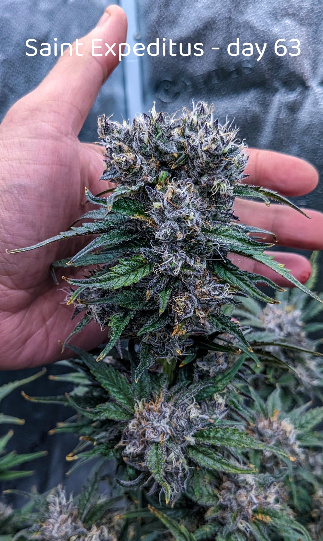 Saint Expeditus cannabis plant on day 63 with vivid purple and green flowers.