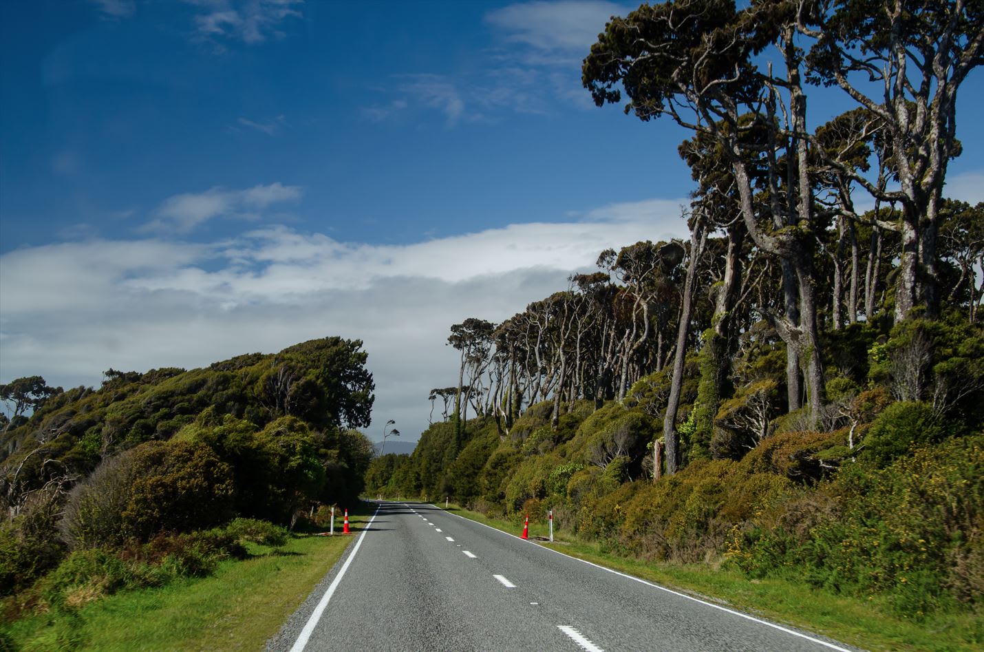 Scenic road lined with green trees under a clear blue sky.