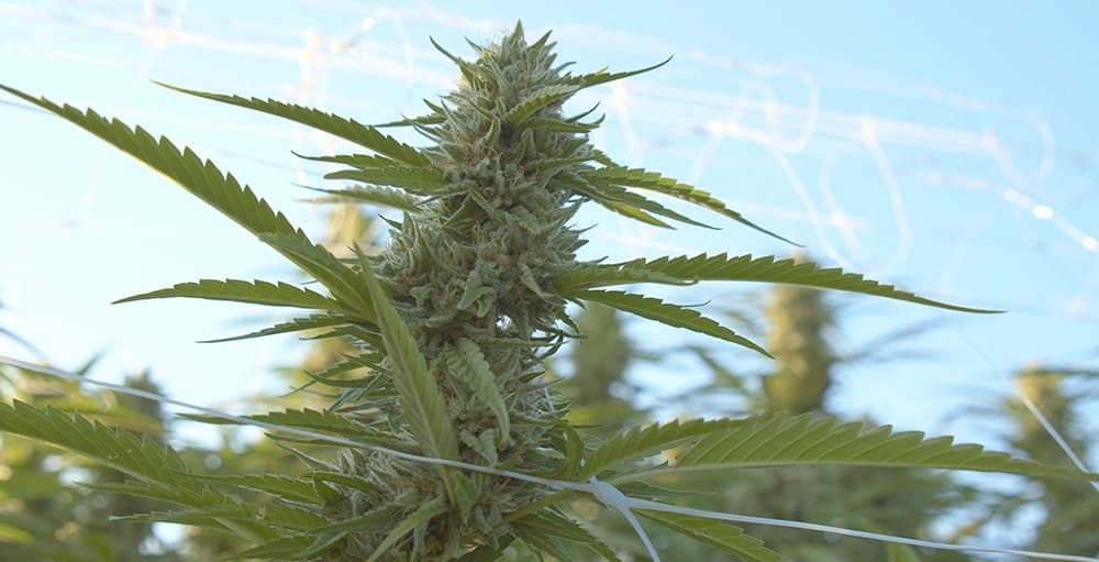 Close-up of a cannabis plant with green leaves and trichome-covered buds.