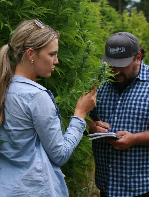 Breeders examining details of a cannabis plant outdoors.