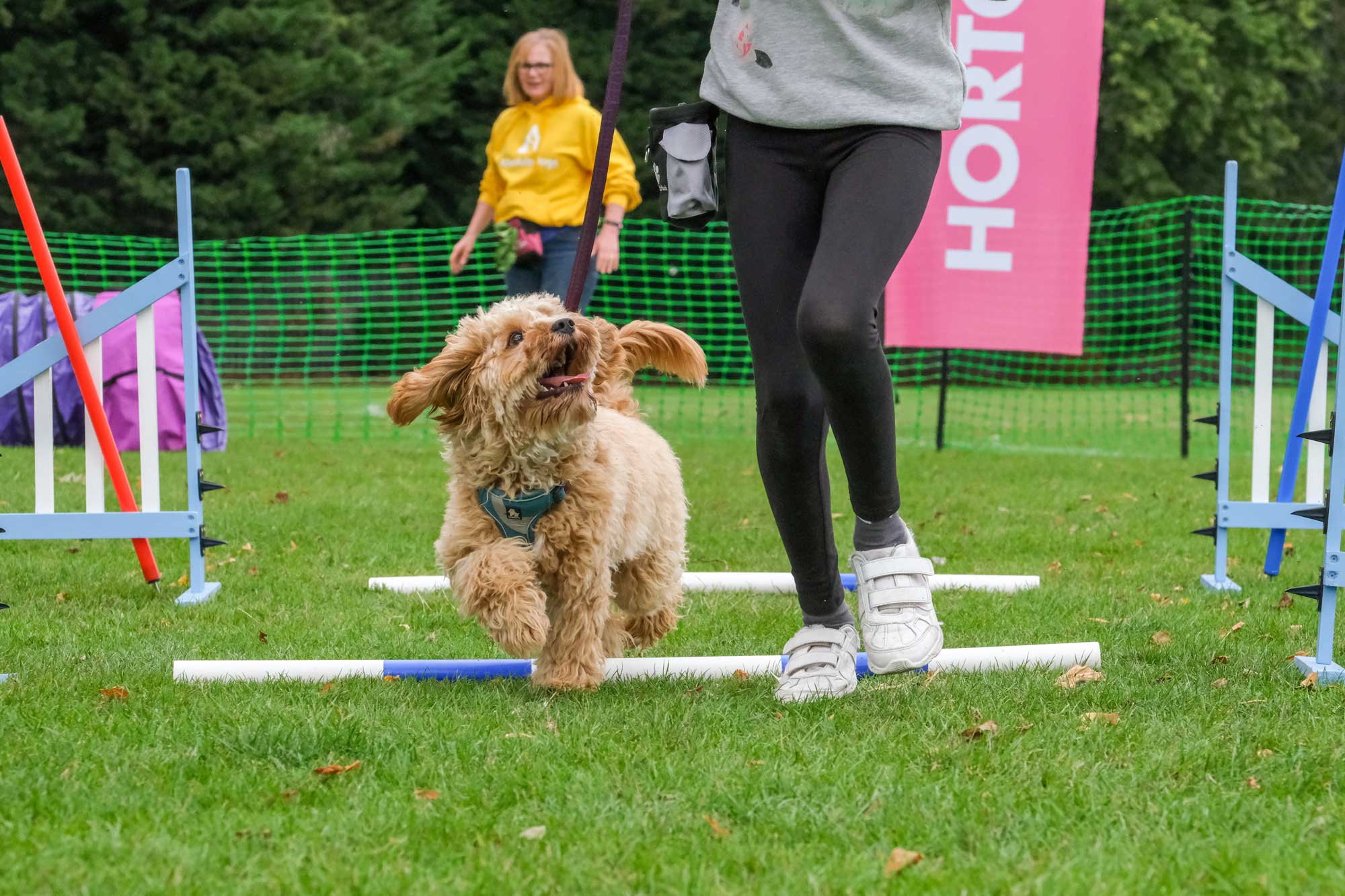Horton Dogs Puppy Going Over Agility Bars In Class DSCF