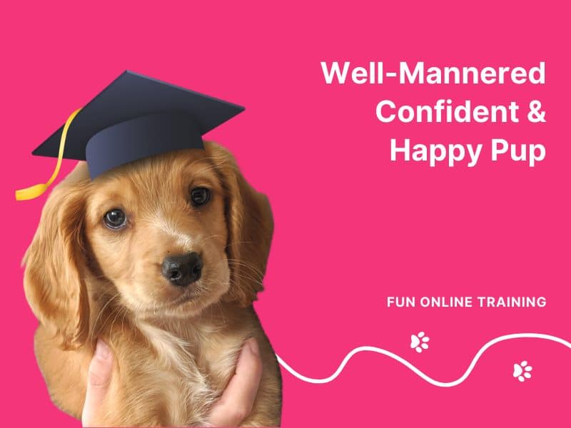 Horton Dogs Puppy Home School Online Training Course 1 1