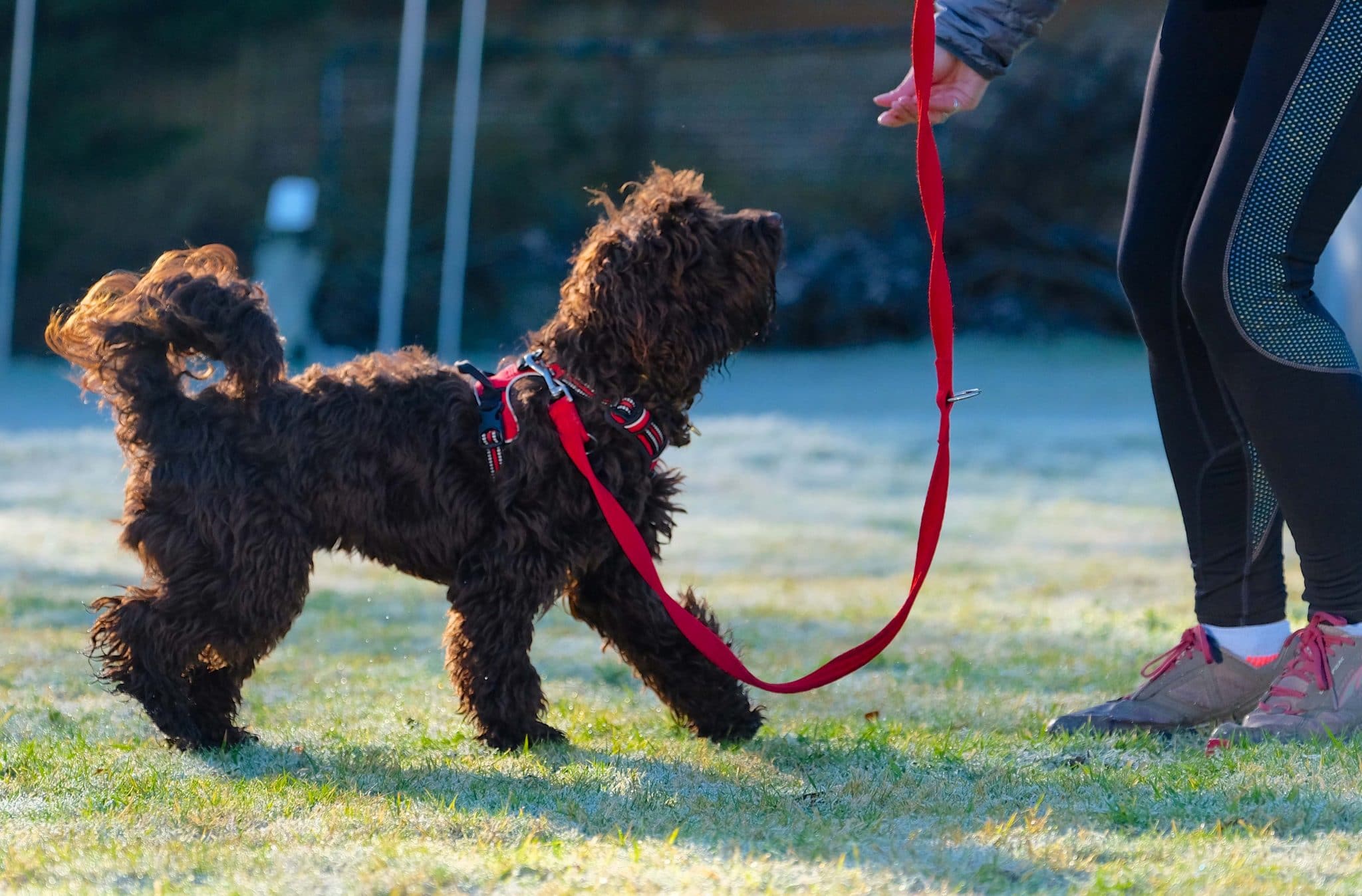 brown cockapoo recalling to owner in class