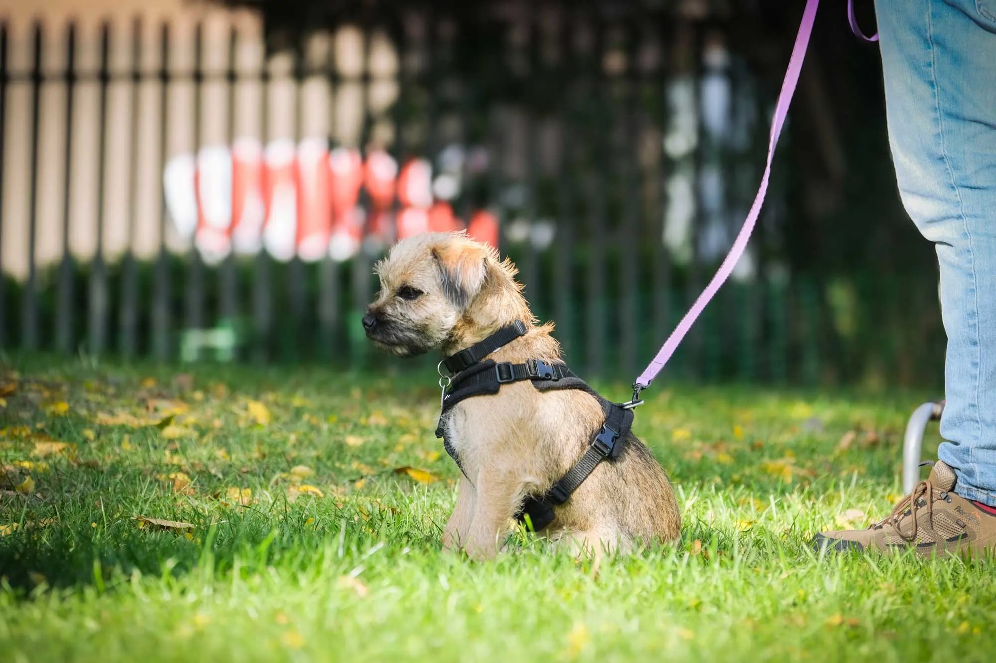 Horton Dogs Cute Puppy Waiting In Class DSCF