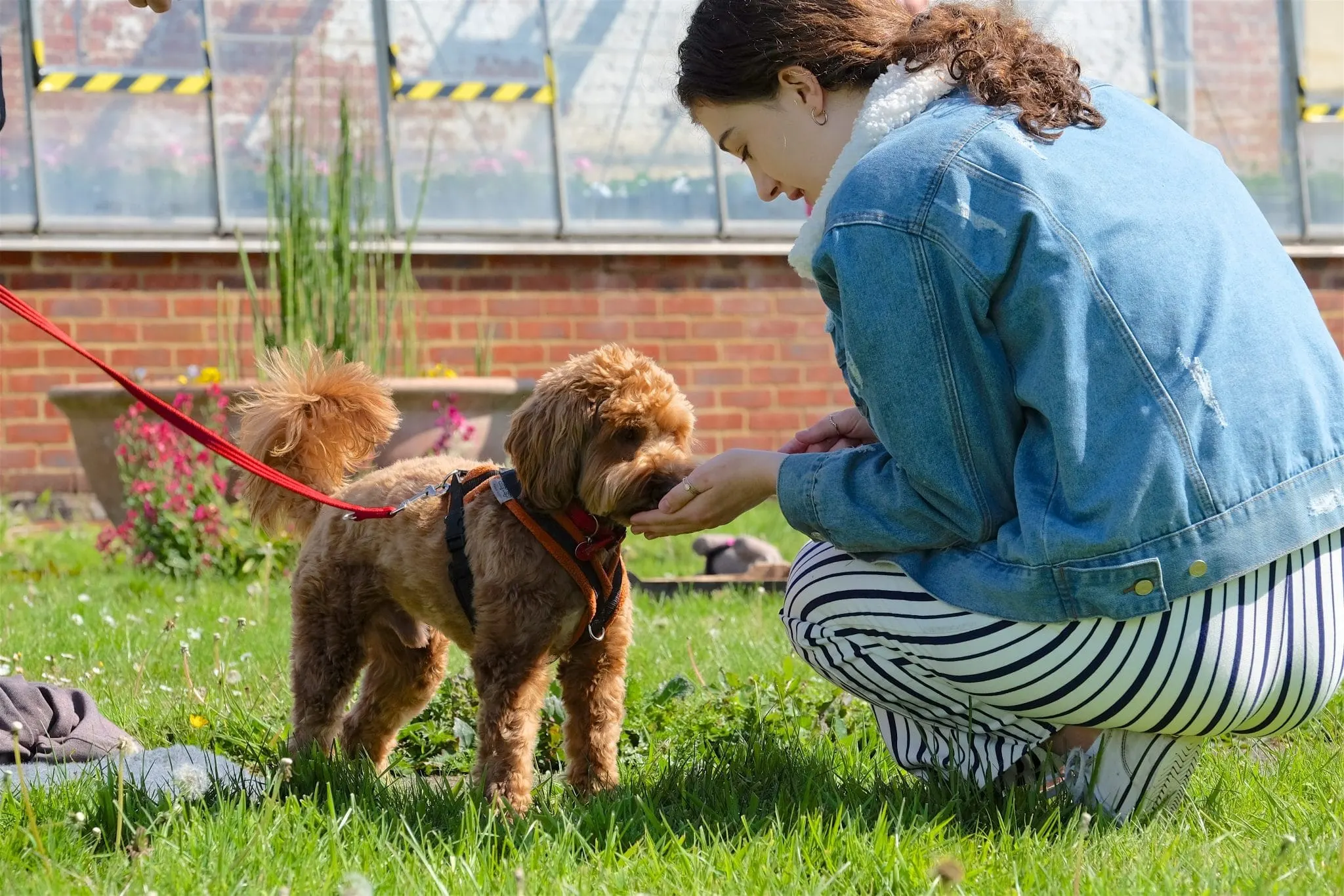 ask the dog trainer event image 1