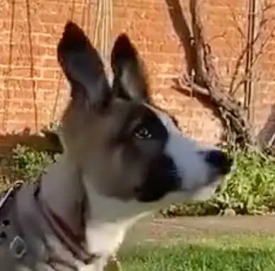 Horton Dogs Student Stanley Mixed Breed