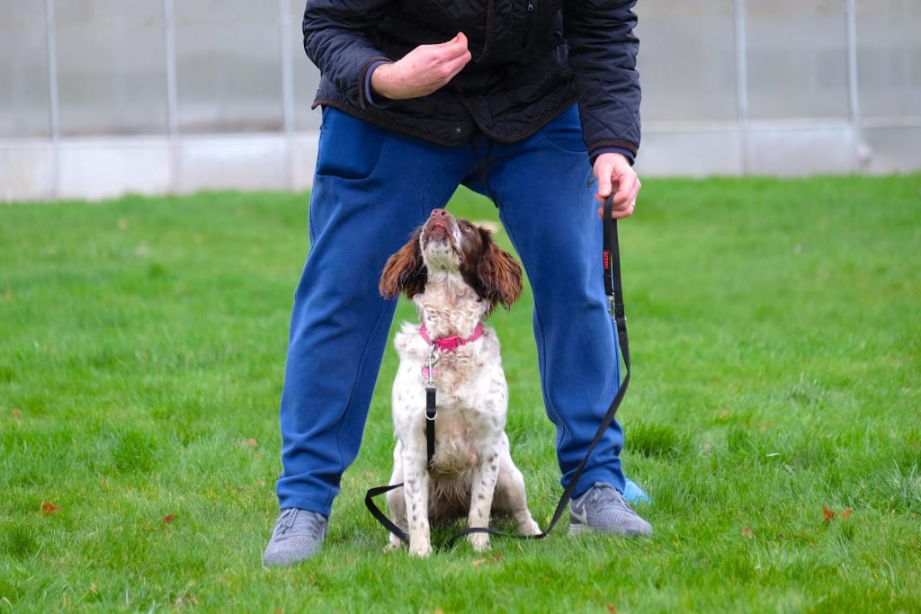 white brown working cocker spaniel dog playing middle game