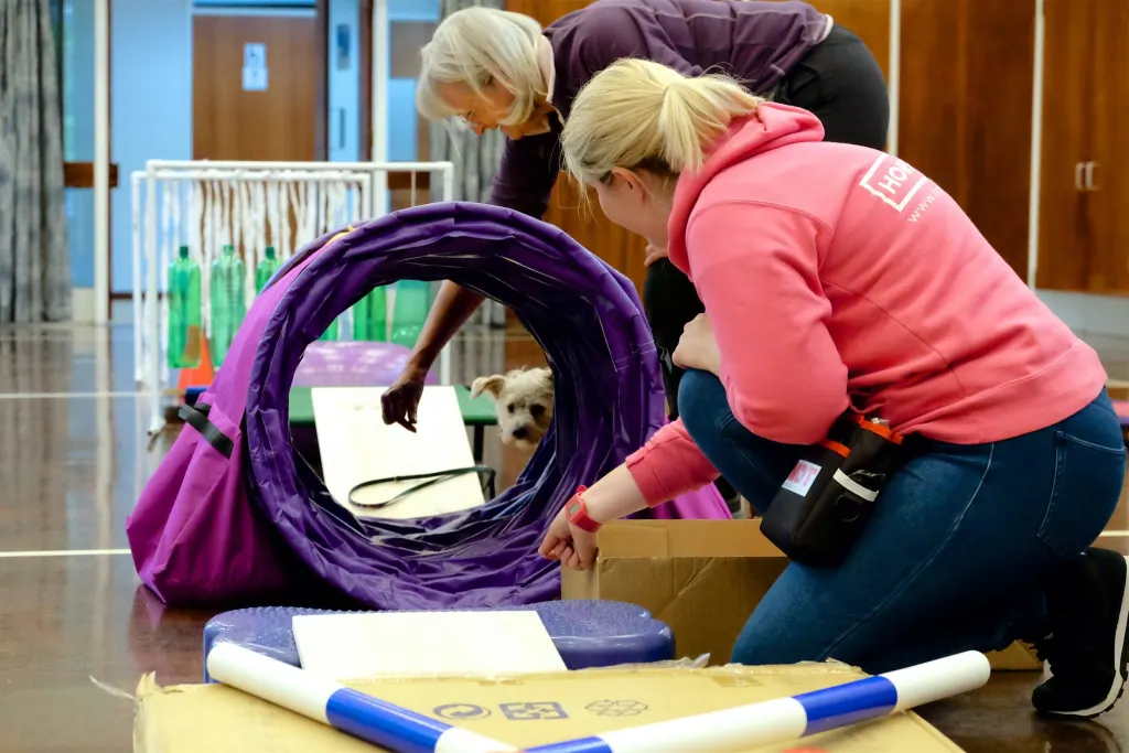 dog going through tunnel and confidence boosting balance path in workshop