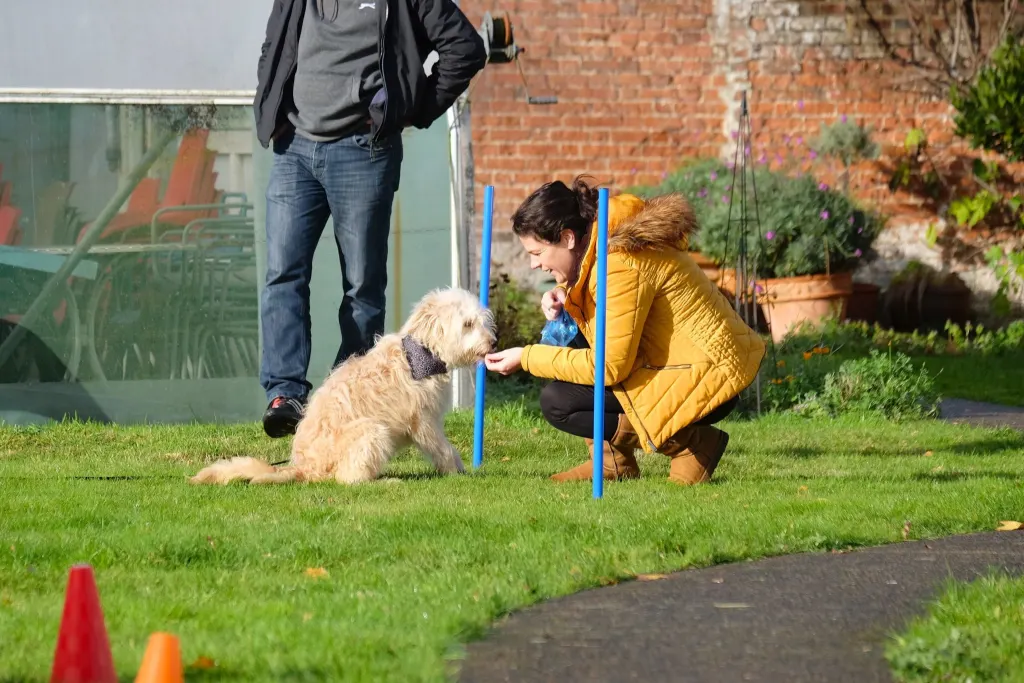 fluffy cream romanian rescue in group class in old moat garden centre epsom