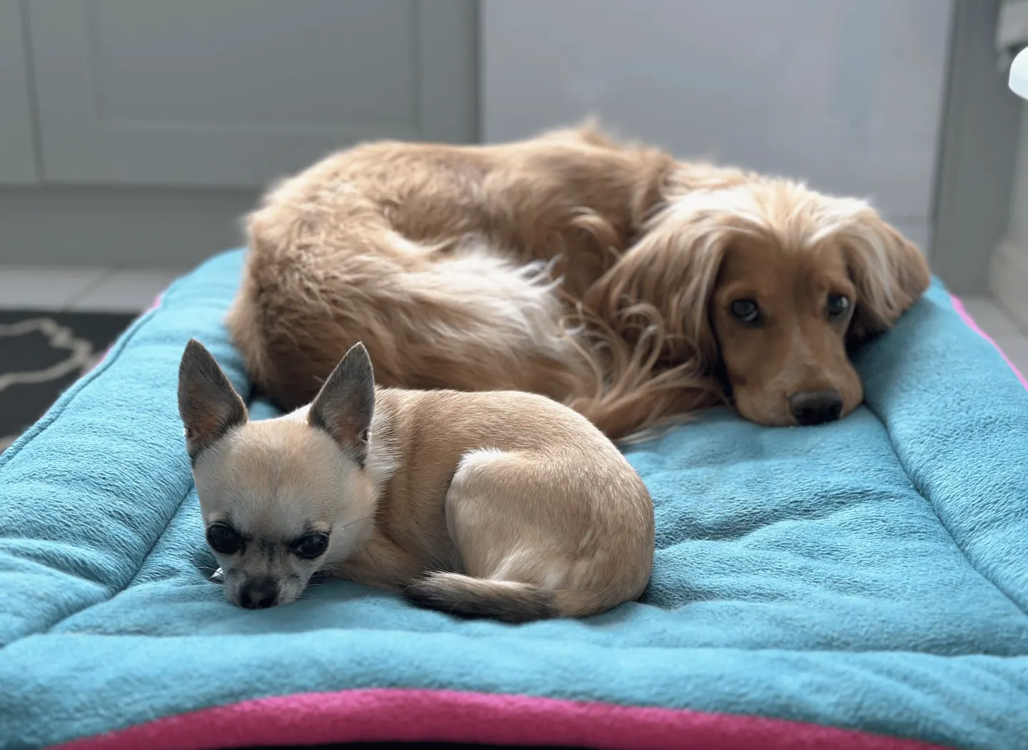 Pixel and Rocket calm on the high raised bed