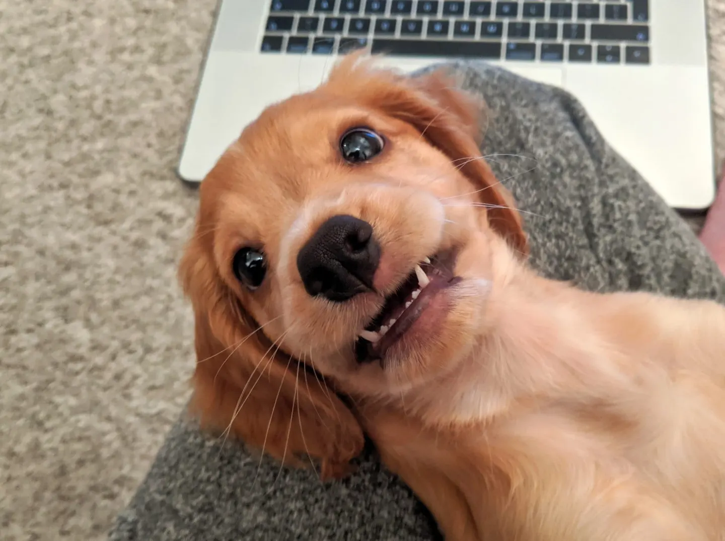 Rocket's (Working Cocker Spaniel) Puppy teeth