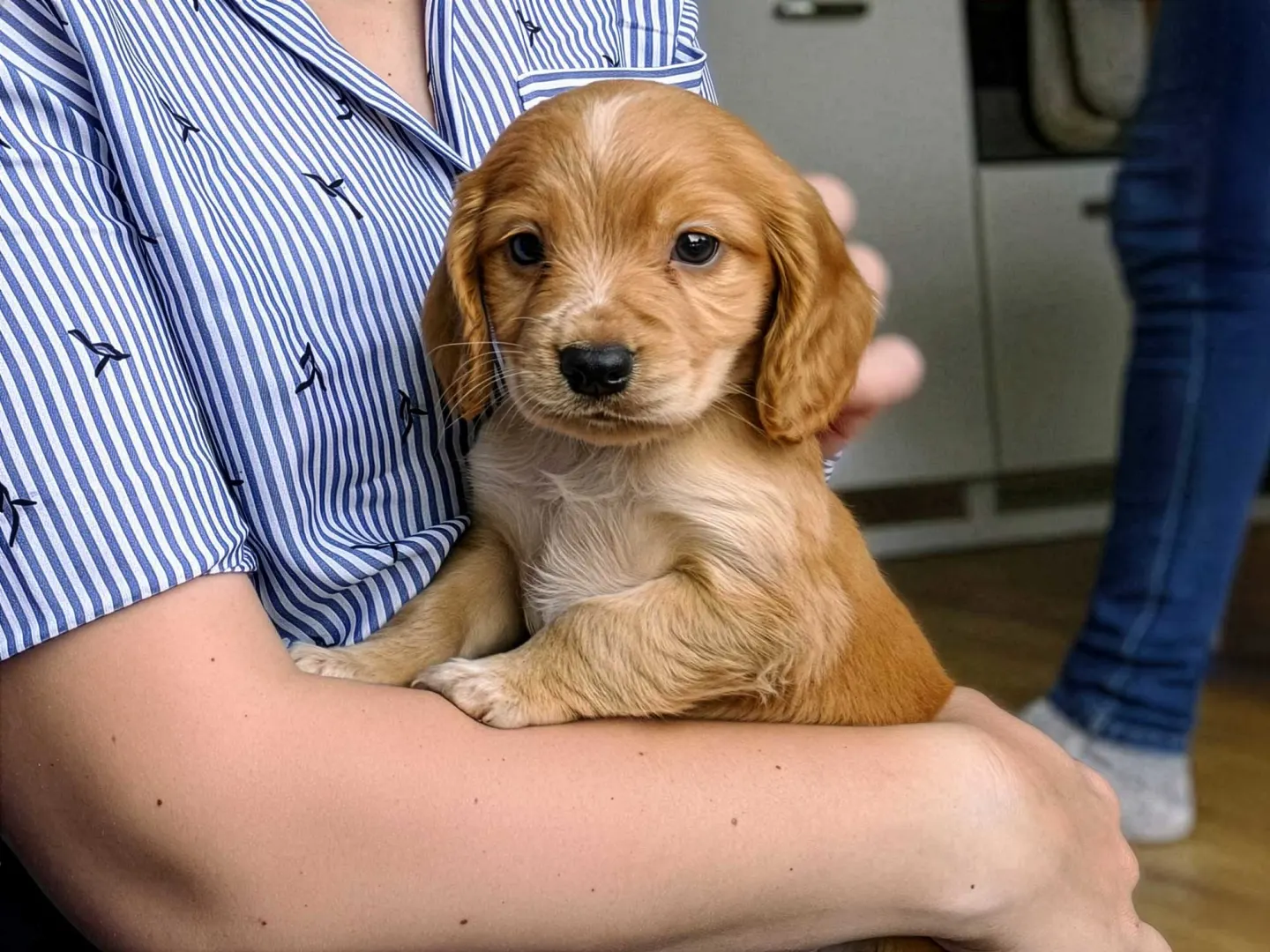 Rocket Golden Cocker Spaniel Week Old Puppy Firefly Upscaler X Scale