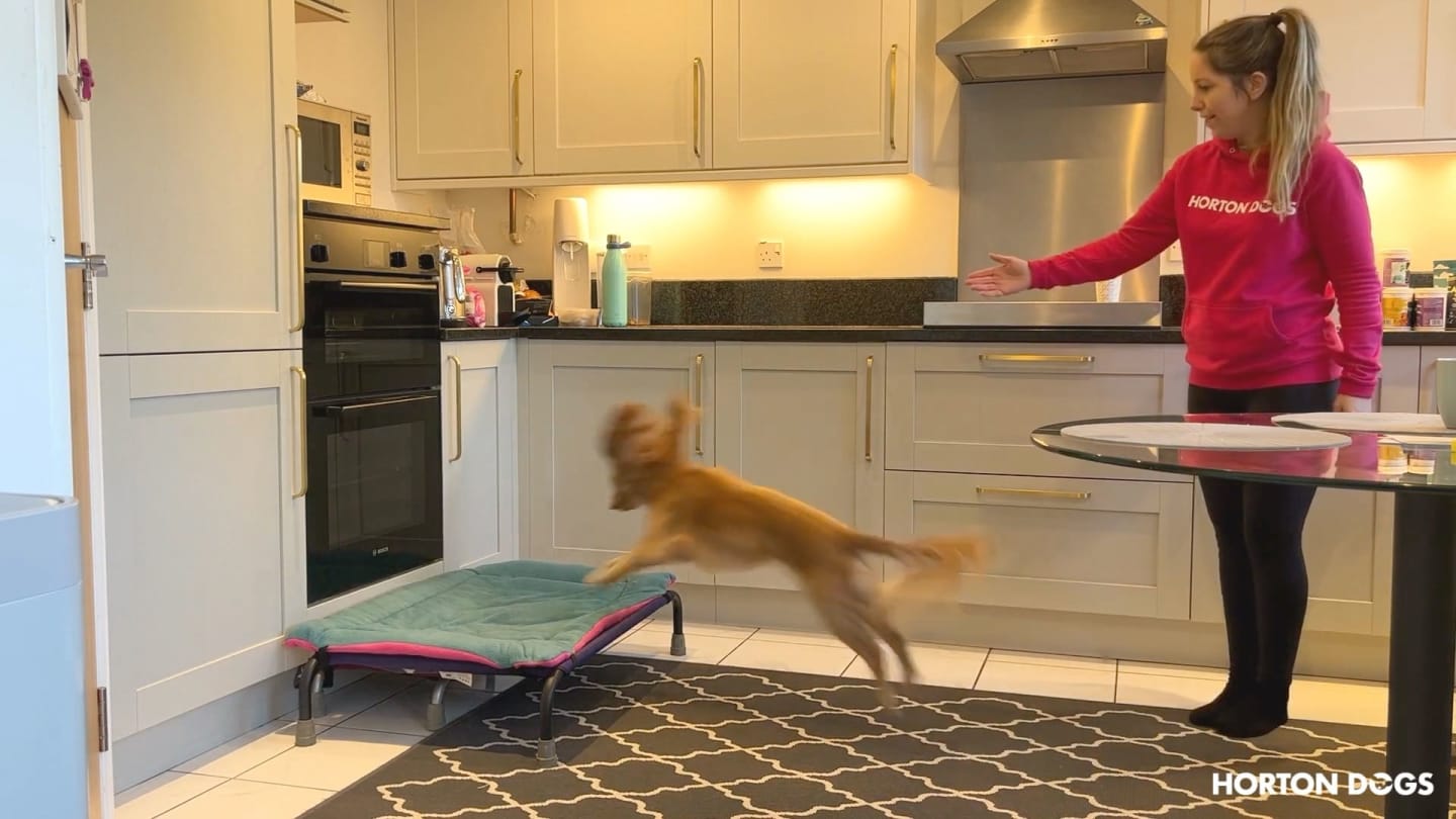 Horton Dogs Training Game Cover For Go To Bed Game