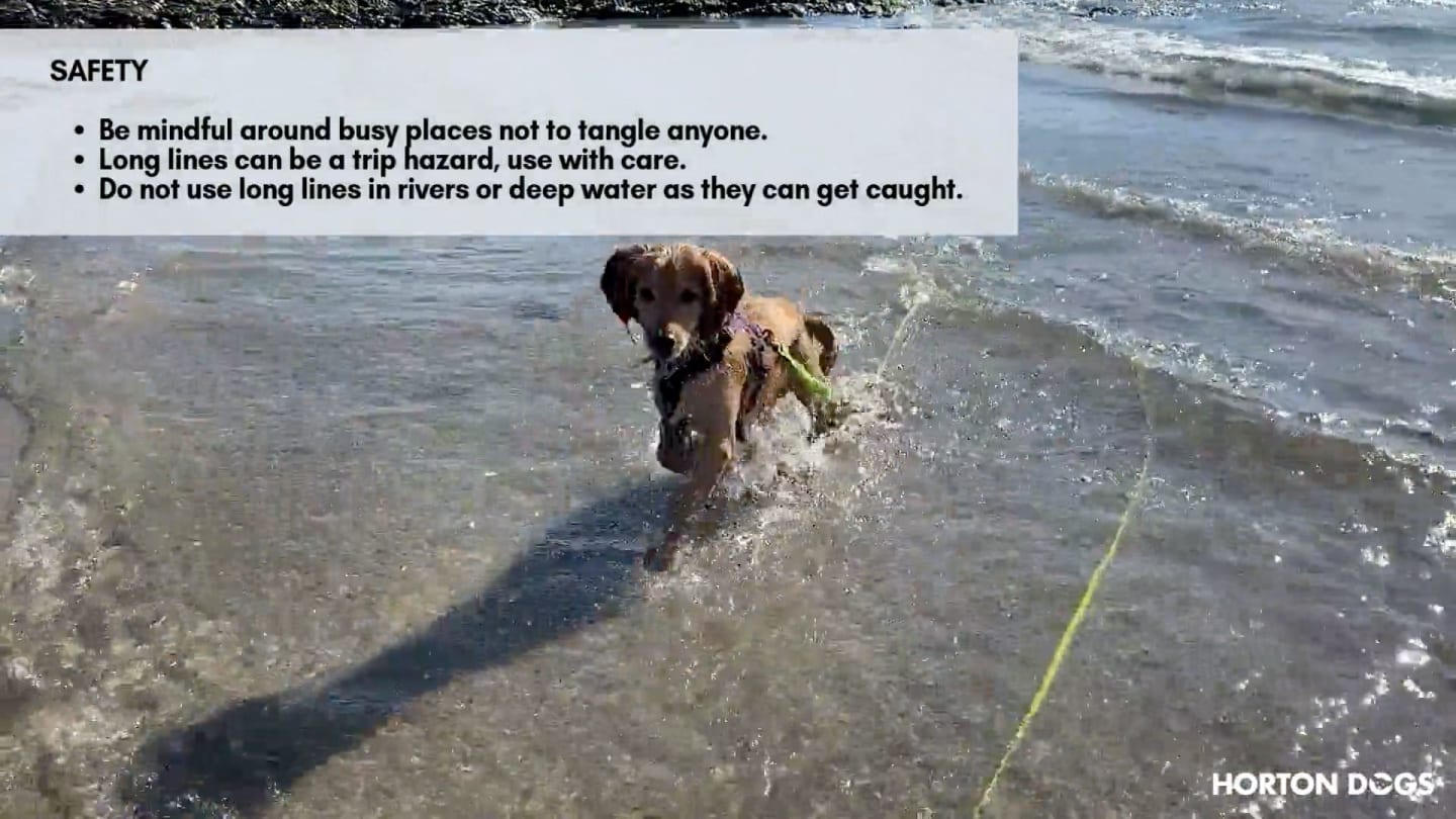 Horton Dogs Training Game Cover For Proximity Bubble