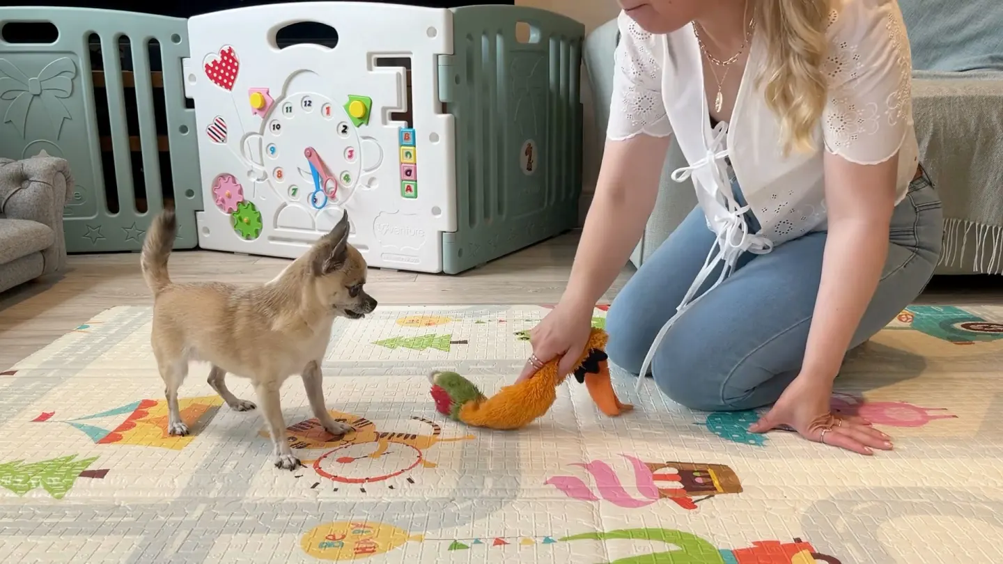 Horton Dogs Training Game Cover For Play Tutorial