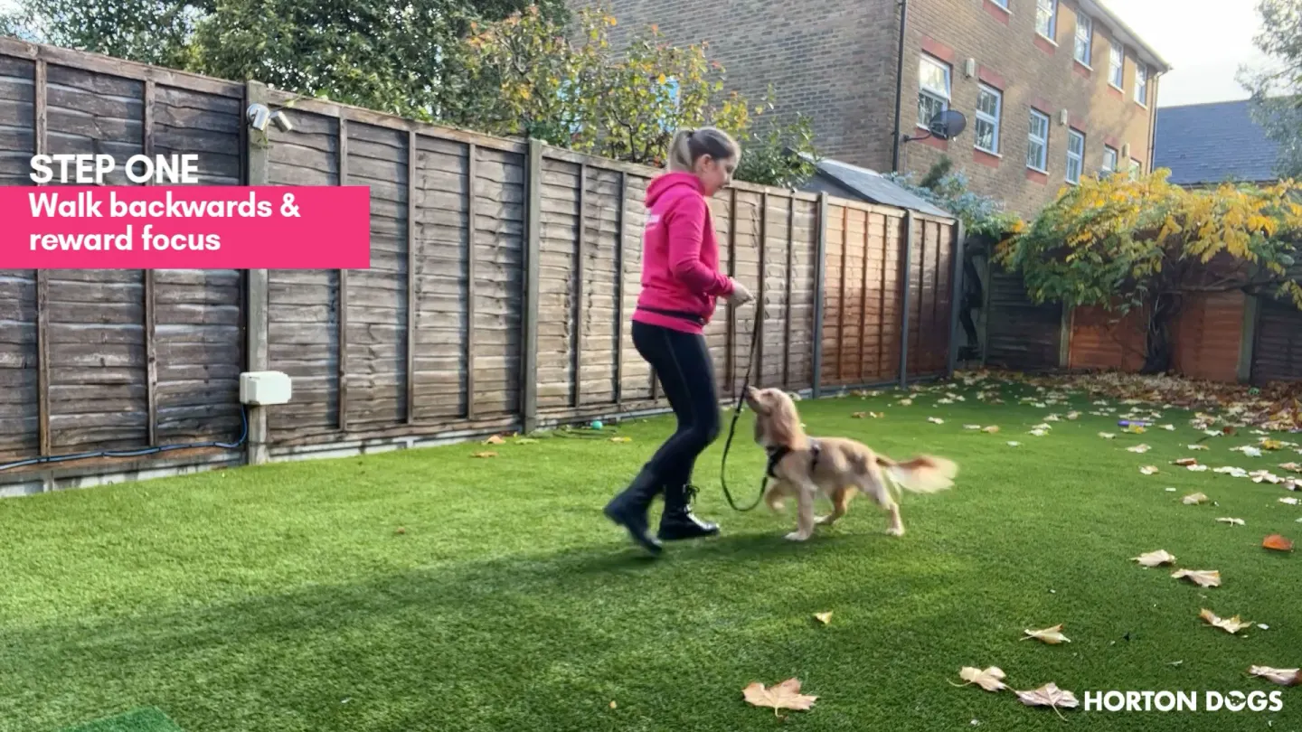 Horton Dogs Training Game Cover Focus Game For Loose Lead Walking