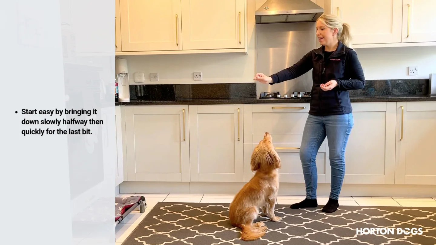 Horton Dogs Training Game Cover For Aeroplane Game