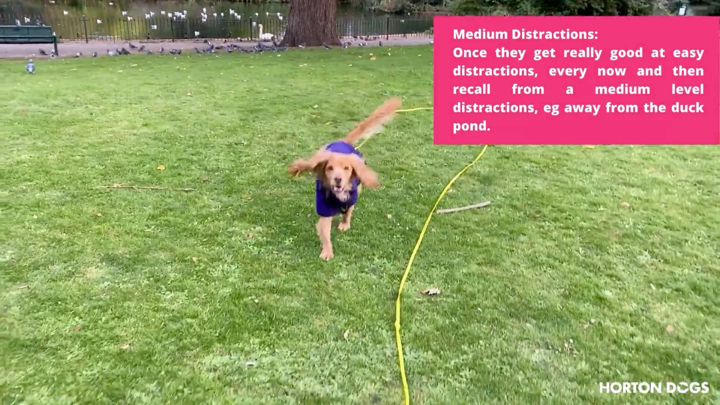 Horton Dogs Training Game Cover Recall Working Through Difficulty Levels