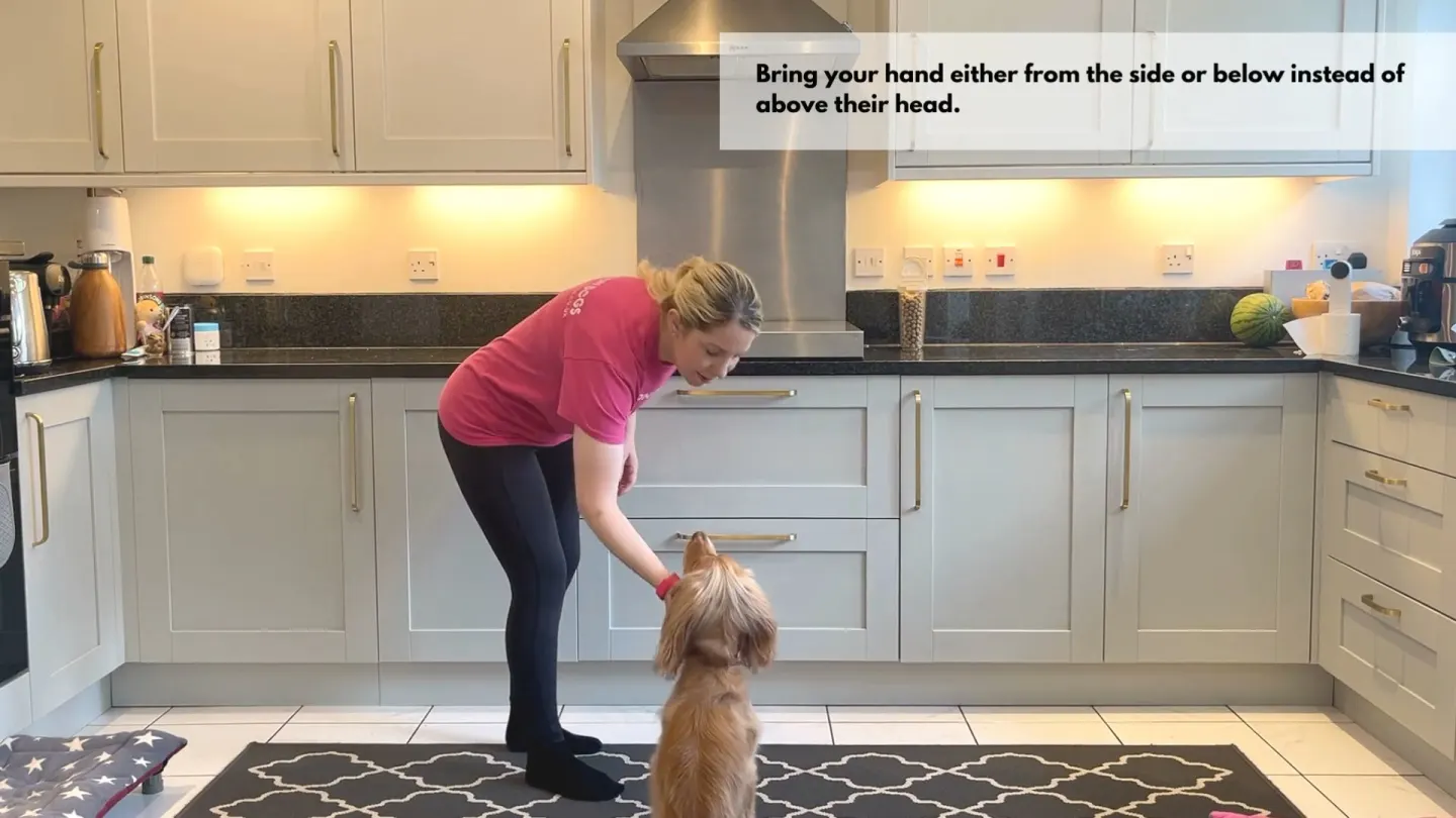 Horton Dogs Training Game Cover For Collar Handling