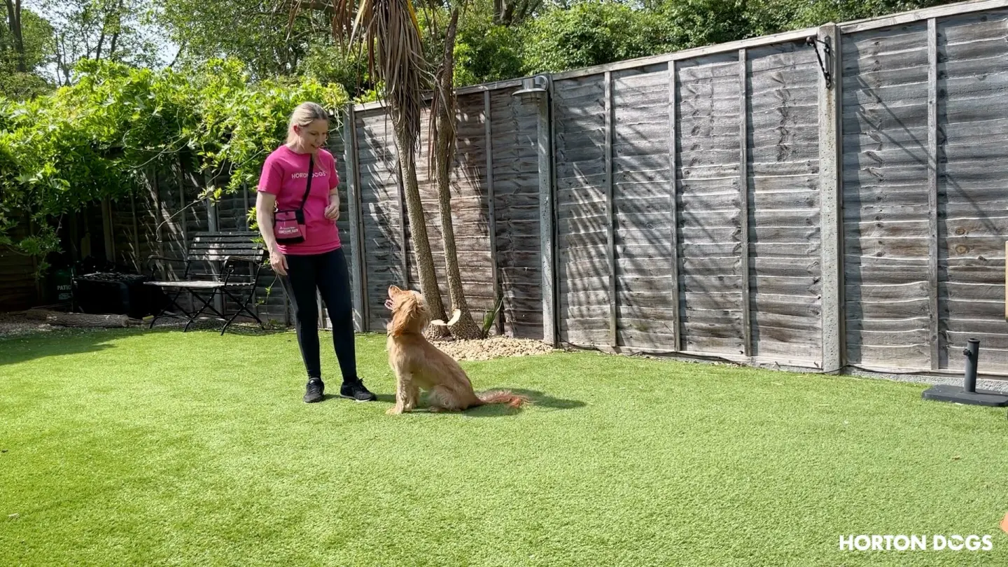 Horton Dogs Training Game Cover For Teaching A Sit