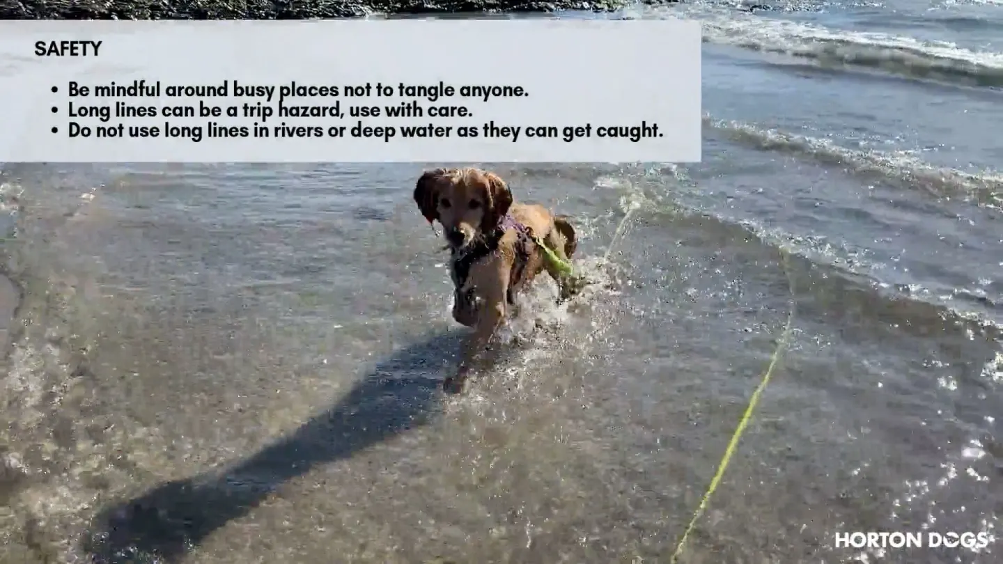 Horton Dogs Training Game Cover For Proximity Bubble