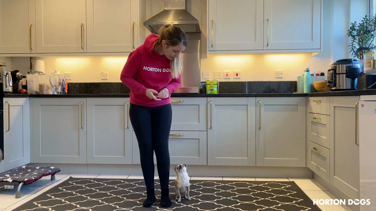 Horton Dogs Training Game Cover For Heel Position Lead Walking