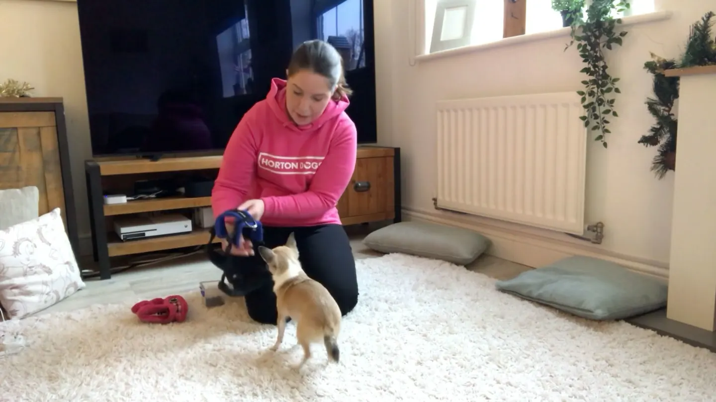 Horton Dogs Training Game Cover For Harness Prep