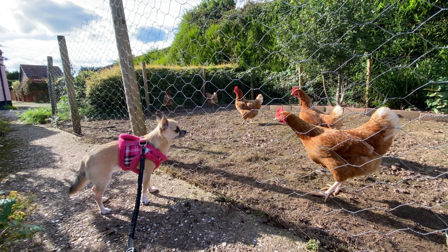 Pixel Chihuahua Socialisation With Chickens Outdoor Pen
