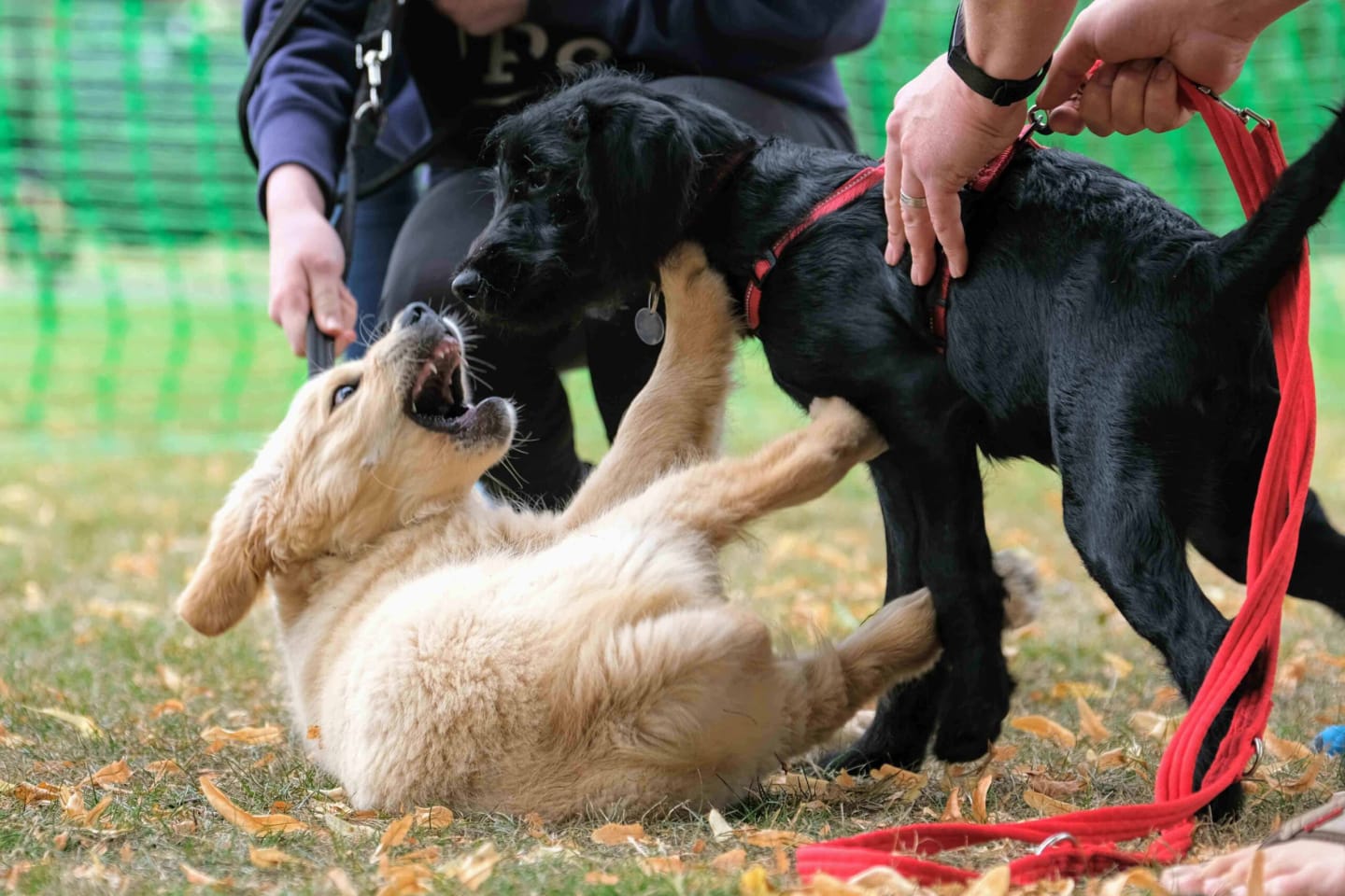 Thursday Thoughts|Horton Dogs Training Game Cover For Short Calm Greetings