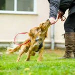 rocket golden working cocker spaniel playing hand touch training game in class 2