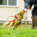 rocket golden working cocker spaniel playing hand touch training game in class 2