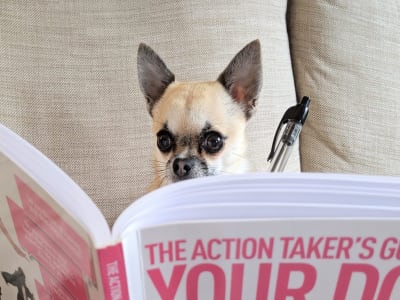pixel the chihuahua studying book