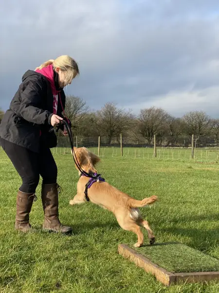 Cathy and Rocket place board training in gundog workshop
