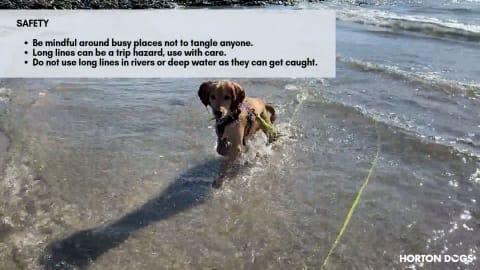 Horton Dogs Training Game Cover For Proximity Bubble